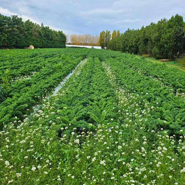 marché bio Graveson samedi matin