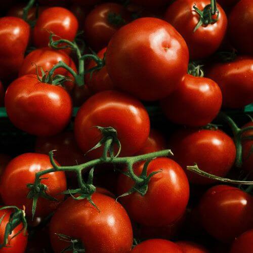 tomates bio pas cher